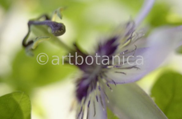 Passionsblume-Passiflora-incarnata-25