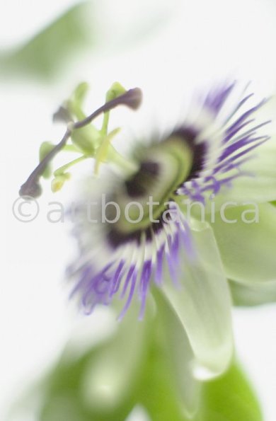 Passionsblume-Passiflora-incarnata-75