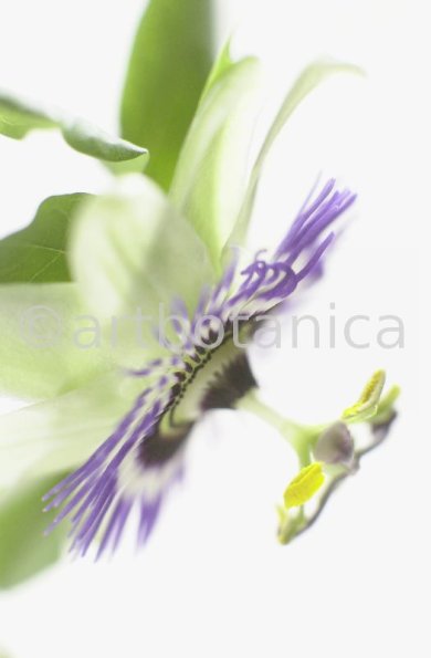Passionsblume-Passiflora-incarnata-86