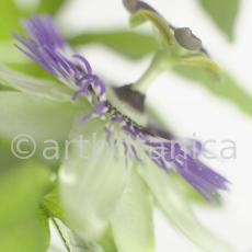 Passionsblume-Passiflora-incarnata-50