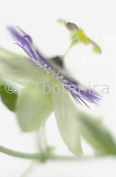 Passionsblume-Passiflora-incarnata-83