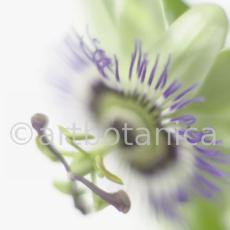 Passionsblume-Passiflora-incarnata-80