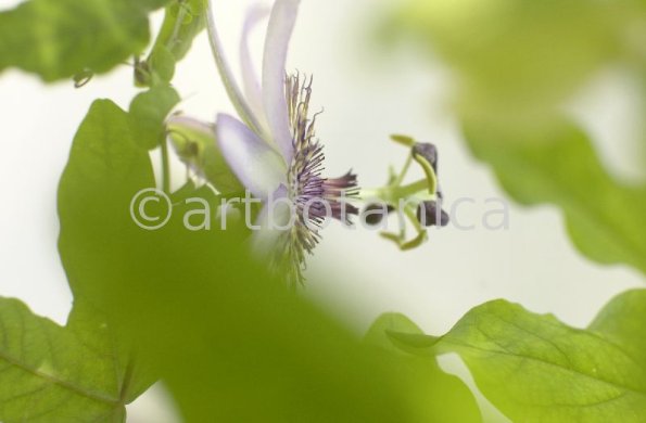 Passionsblume-Passiflora-incarnata-18