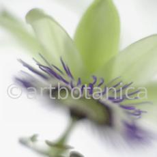 Passionsblume-Passiflora-incarnata-58