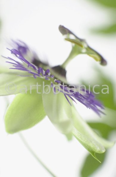 Passionsblume-Passiflora-incarnata-63