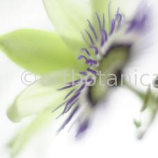Passionsblume-Passiflora-incarnata-59