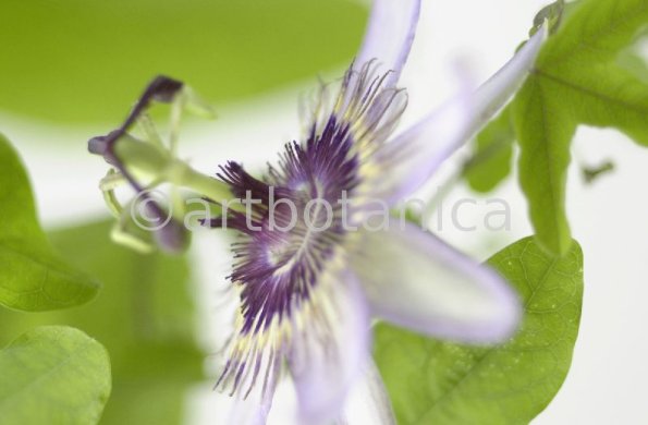Passionsblume-Passiflora-incarnata-13