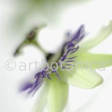 Passionsblume-Passiflora-incarnata-7