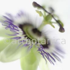 Passionsblume-Passiflora-incarnata-9