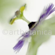 Passionsblume-Passiflora-incarnata-8