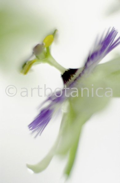 Passionsblume-Passiflora-incarnata-8