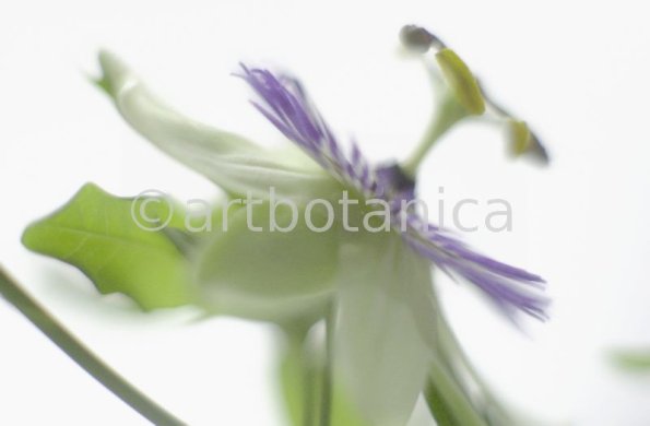 Passionsblume-Passiflora-incarnata-68