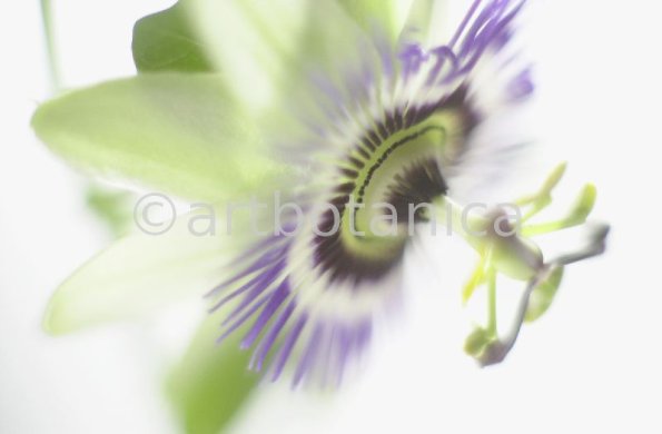 Passionsblume-Passiflora-incarnata-84