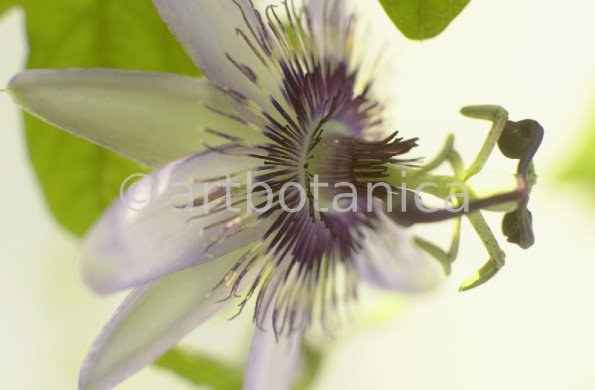 Passionsblume-Passiflora-incarnata-14