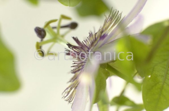 Passionsblume-Passiflora-incarnata-16