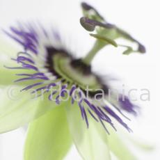 Passionsblume-Passiflora-incarnata-60