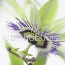 Passionsblume-Passiflora-incarnata-62