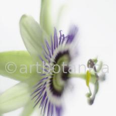 Passionsblume-Passiflora-incarnata-6