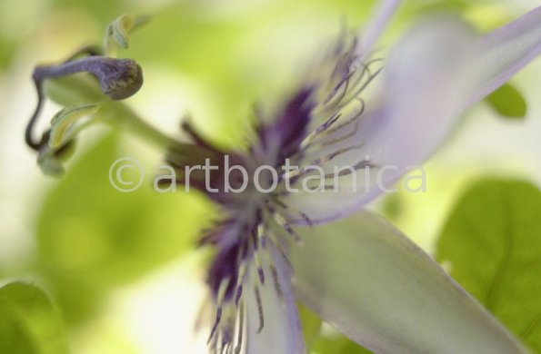 Passionsblume-Passiflora-incarnata-21