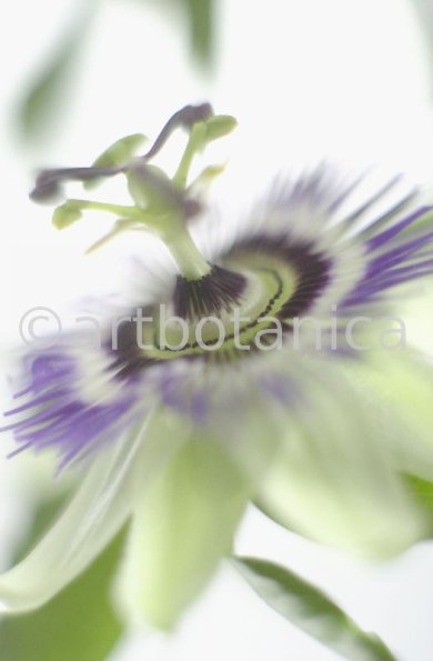 Passionsblume-Passiflora-incarnata-71