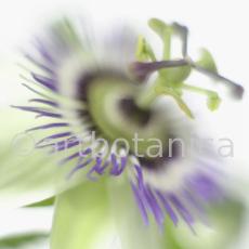 Passionsblume-Passiflora-incarnata-72