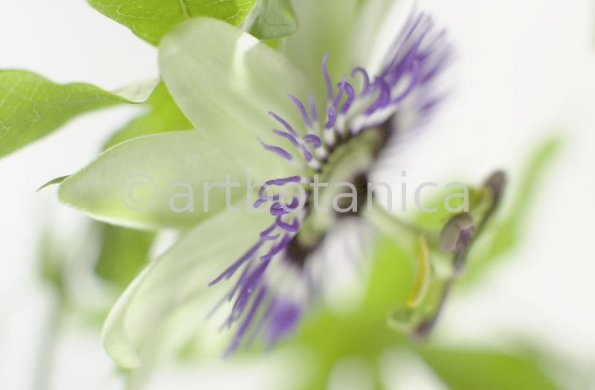 Passionsblume-Passiflora-incarnata-47