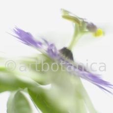 Passionsblume-Passiflora-incarnata-67