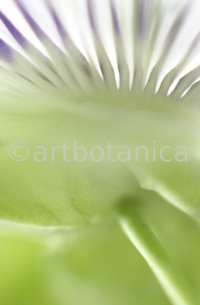 Passionsblume-Passiflora-incarnata-54