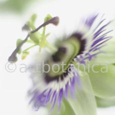 Passionsblume-Passiflora-incarnata-75