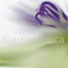 Passionsblume-Passiflora-incarnata-57