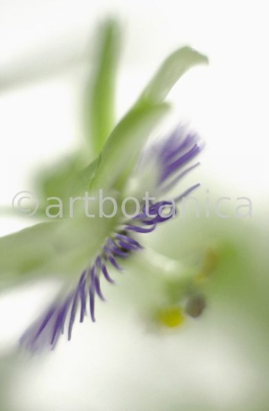 Passionsblume-Passiflora-incarnata-46