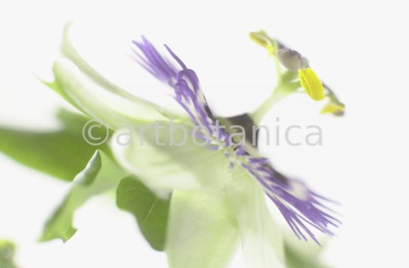 Passionsblume-Passiflora-incarnata-85