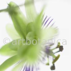 Passionsblume-Passiflora-incarnata-51