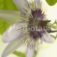 Passionsblume-Passiflora-incarnata-14