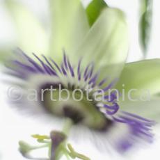 Passionsblume-Passiflora-incarnata-70