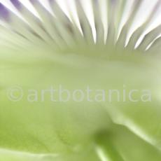 Passionsblume-Passiflora-incarnata-54