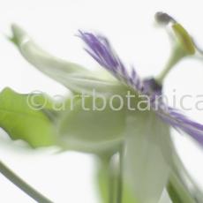 Passionsblume-Passiflora-incarnata-68