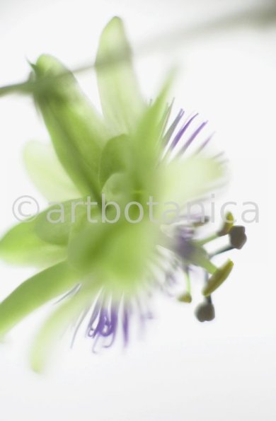 Passionsblume-Passiflora-incarnata-51