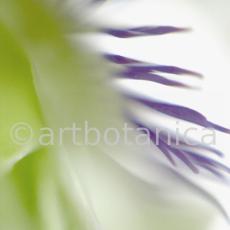 Passionsblume-Passiflora-incarnata-53