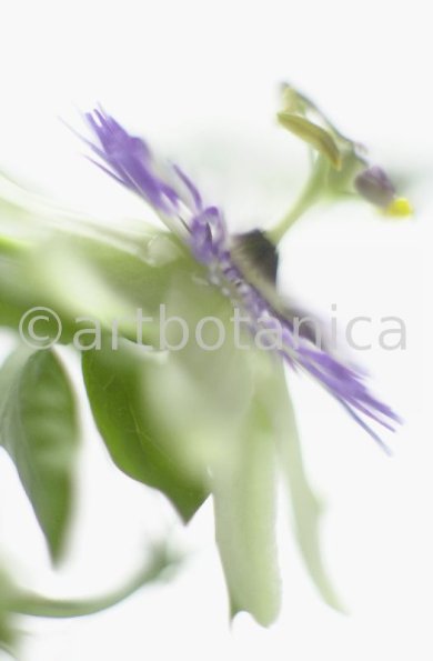 Passionsblume-Passiflora-incarnata-66