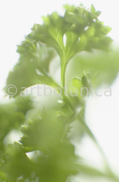 Petersilie-Petroselinum-crispum-20