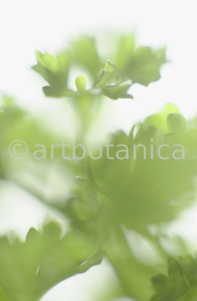 Petersilie-Petroselinum-crispum-23