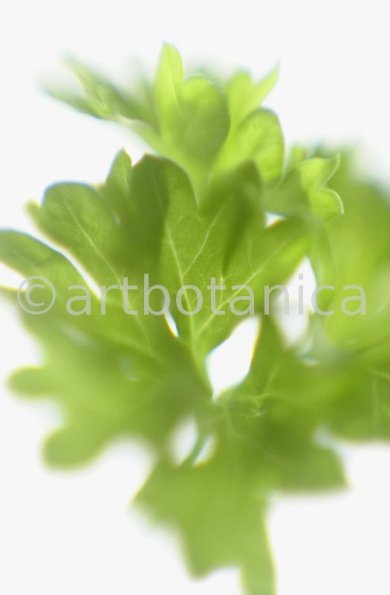 Petersilie-Petroselinum-crispum-27
