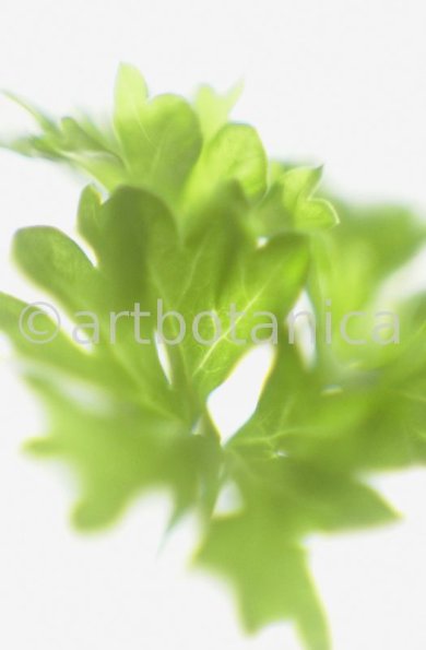Petersilie-Petroselinum-crispum-26