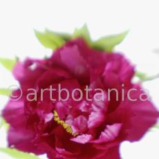 Pfingstrose--Paeonia-officinalis-2