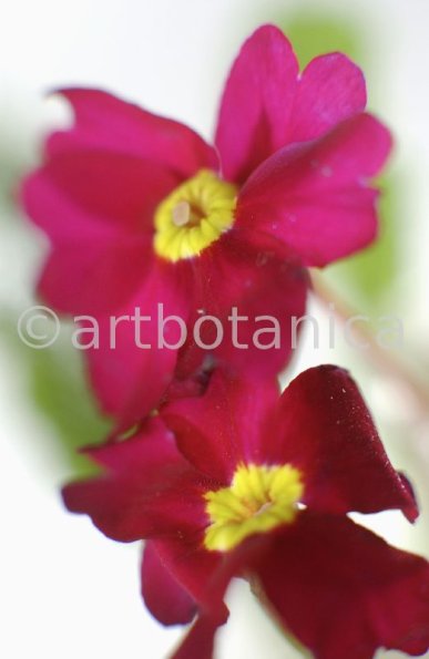 Primula-Priumla-vulgaris-11