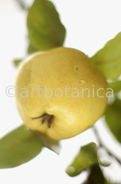 Quitte-Frucht-Cydonia-oblonga-41