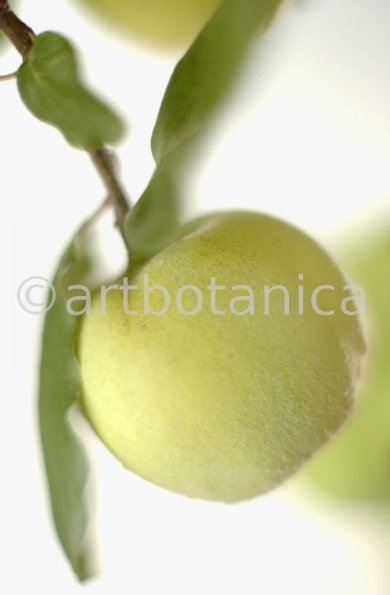 Quitte-Frucht-Cydonia-oblonga-16