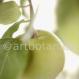 Quitte Frucht-Cydonia oblonga