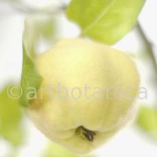 Quitte-Frucht-Cydonia-oblonga-33